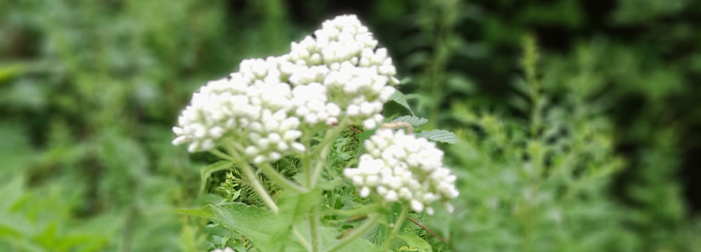 ALLERGIES ARE MORE THAN YOU THINk