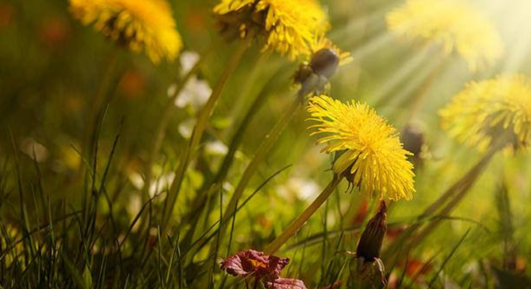 You'd be foolish to mistake this Herbal Powerhouse for a 'Lawn Nuisance'