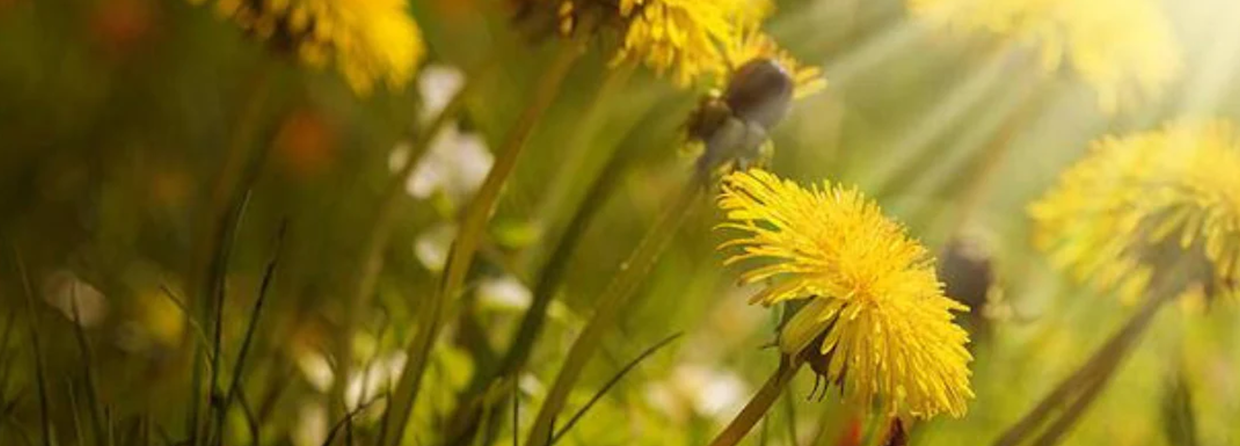 You'd be foolish to mistake this Herbal Powerhouse for a 'Lawn Nuisance'