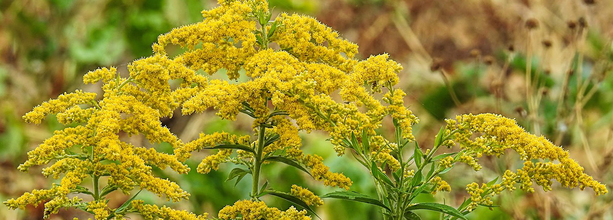 Allergies Are More Than You Think