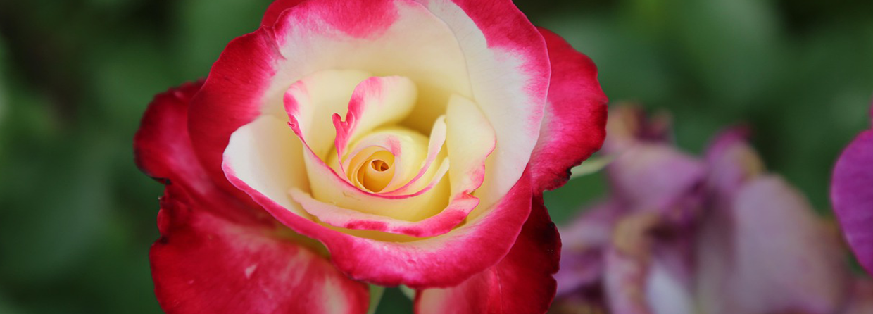 Rest & The Power of Gratitude