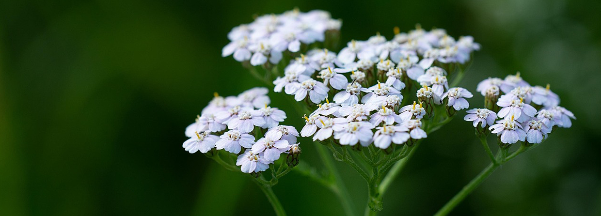 Why Pure Love Botanicals?